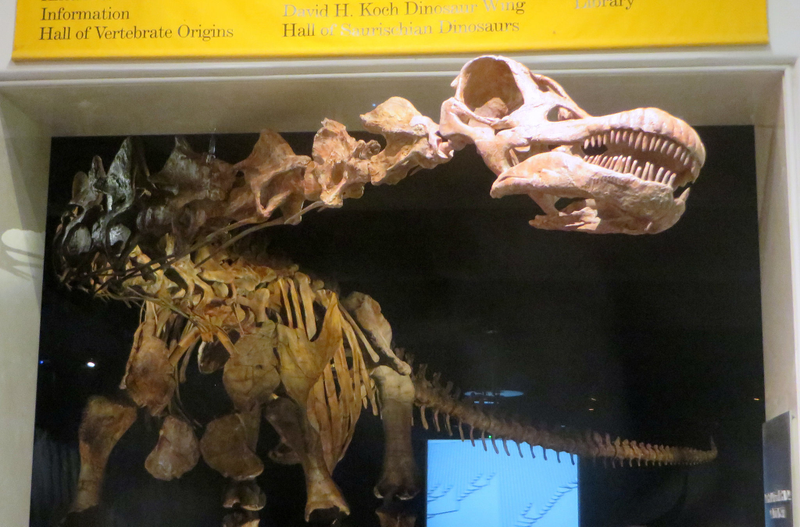 Titanosaur skull displayed at AMNH. (Image: Flickr)